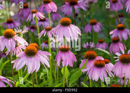 Purple Cone Flower, coneflower, Roter Sonnenhut, Purpur-Sonnenhut, Echinacea purpurea, Rudbeckia purpurea, Brauneria purpurea
