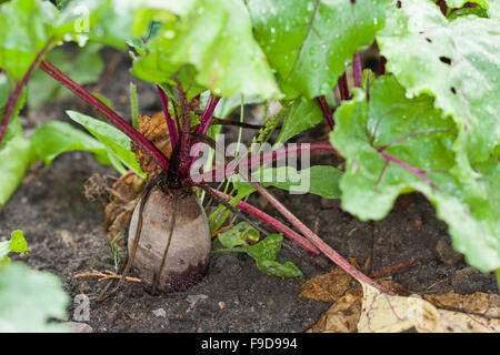 Beetroot, Root beet, garden beet, Rote Beete, Rote Bete, Rote Rübe, Beta vulgaris subsp. vulgaris, Mangel Wurzel Stock Photo