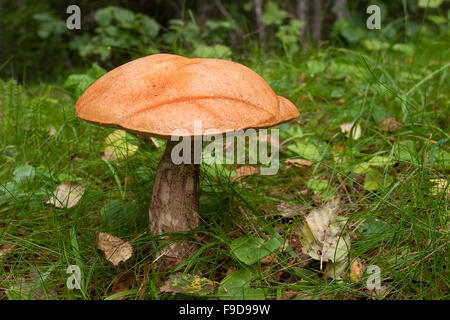 Scaberstalk, orange birch bolete, Birken-Rotkappe, Heide-Rotkappe, Birkenrotkappe, Leccinum versipelle, Leccinum testaceoscabrum Stock Photo