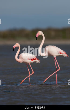 Greater flamingo, Rosaflamingo, Rosa-Flamingo, Flamingo, Phoenicopterus roseus, Le Flamant rose Stock Photo