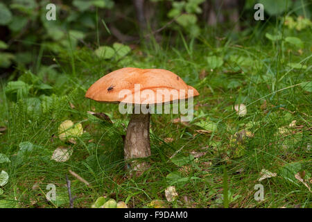 Scaberstalk, orange birch bolete, Birken-Rotkappe, Heide-Rotkappe, Birkenrotkappe, Leccinum versipelle, Leccinum testaceoscabrum Stock Photo