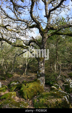 Managed Cork Oak forest on the basalt plateau of Giara di Gesturi, Sardinia, Italy Stock Photo