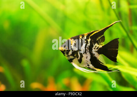 Green beautiful planted tropical freshwater aquarium with fishes Stock Photo