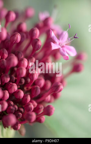 Clerodendrum Bungei flower and a mass of deep pink buds. Close up with soft green background. Stock Photo
