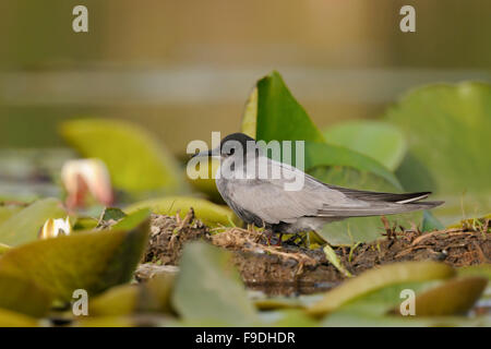 Adult Black Tern / Trauerseeschwalbe ( Chlidonias niger ) sits on artificial nest platform in midst of water lilies. Stock Photo