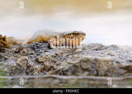 Common Newt / Smooth Newt / Teichmolch ( Lissotriton vulgaris ) lies on stones in midst of a body of water. Stock Photo