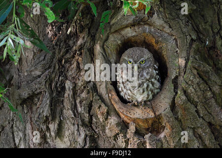 Fledgling of Minervas Owl / Little Owl / Steinkauz ( Athene noctua ) sits in, looking out of natural tree hollow. Stock Photo