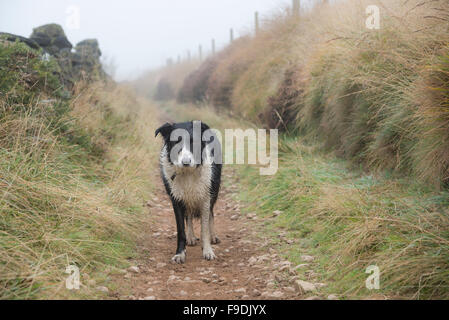 Wet Border Collie stood on a stony path with dew laden autumn grasses. Taken in the English countryside. Stock Photo