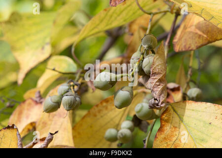 Styrax obassia. Fragrant snowbell drupes / seeds in autumn Stock Photo