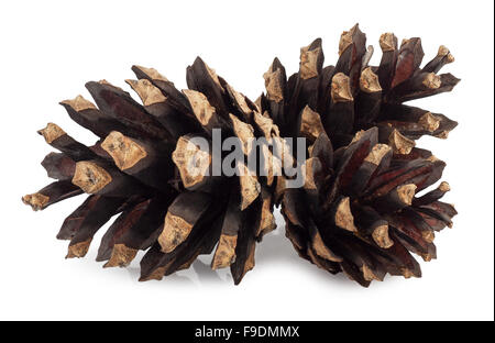 Three pine cones isolated on white background Stock Photo