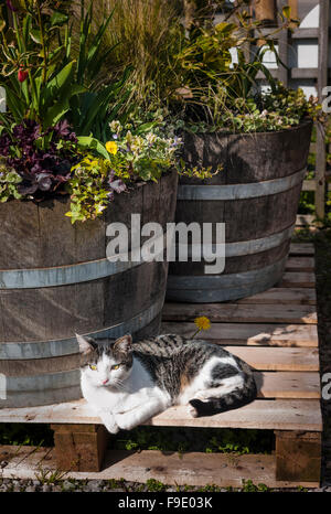 A farm cat sunbathing on a pallet Stock Photo