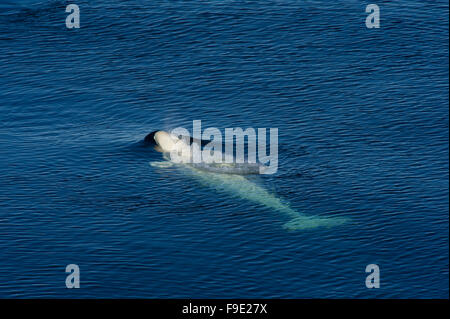 A Beluga Whale (Delphinapterus leucas) surfacing to breath in the blue Arctic waters of the North West coast of Spitsbergen Stock Photo