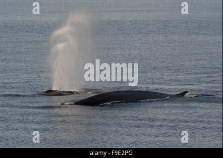 Fin Whales (Balaenoptera physalus) surfacing to breath near the entrance to Raudfjord, Spitsbergen, Svalbard, Norwegian Arctic Stock Photo