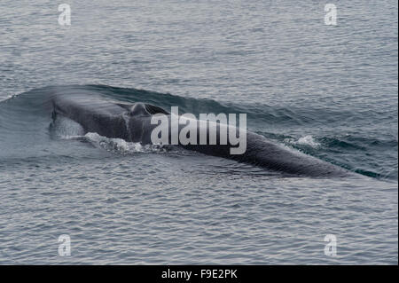 A Fin Whale (Balaenoptera physalus) surfacing to breath near the entrance to Raudfjord, Spitsbergen, Svalbard, Norwegian Arctic Stock Photo