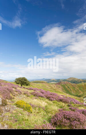 Looking across the Stretton Hills from the Long Mynd and the distant Caradoc Hill, Shropshire, England, UK Stock Photo
