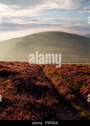 Looking north west along Offa's Dyke Path from Moel Arthur hill fort to Penycloddiau hill fort on summit of far hill. Flintshire, North Wales Stock Photo