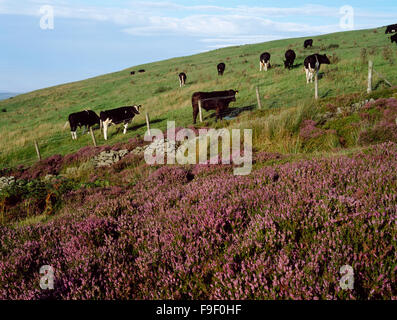 Cattle on improved farmland near the summit of Moel Llys-y-coed with unimproved upland heather moorland in foreground. Stock Photo