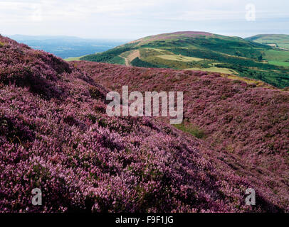 Moel Arthur hill fort. Looking north west over ramparts to Penycloddiau hill fort on summit of next hill. Flintshire, North Wales, UK Stock Photo