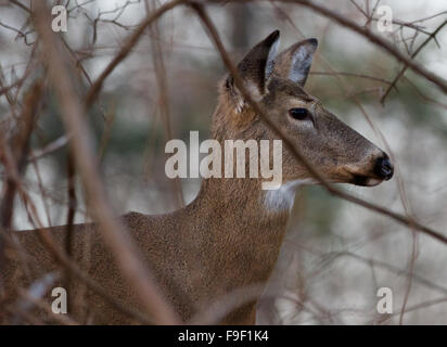 Image with the beautiful wide awake deer in the shrub Stock Photo