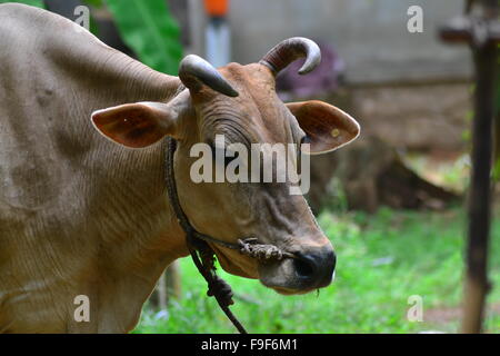 Cow with rope through its nose in field Kerala India Stock 