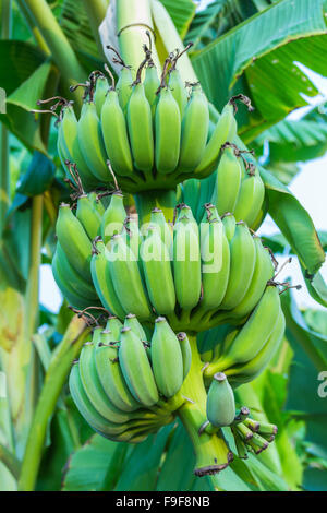 Green Organic Bananas Growing in Bunches on Tree in Tahiti stock photo