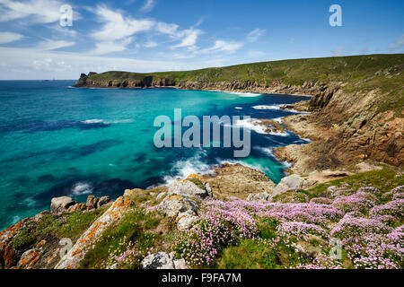 Sea Thrift growing on the clifftop at Nanjizal, Cornwall Stock Photo