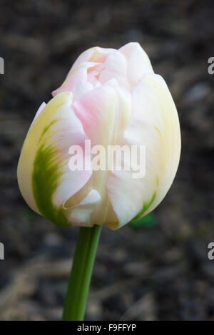 Double Tulip Flower Cultivar 'Angelique' Stock Photo