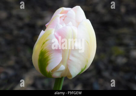 Double Tulip Flower Cultivar 'Angelique' Stock Photo