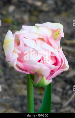 Double Tulip Flower Cultivar 'Angelique' Stock Photo