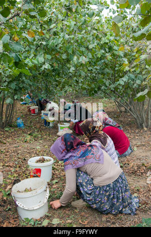 Türkei, westliche Schwarzmeerküste, Akcakoca, Haselnussernte Stock Photo