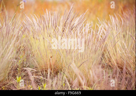 Flowering ornamental grass clumps, small decorative grass with seedheads grow in Poland, plants inflorescences closeup... Stock Photo