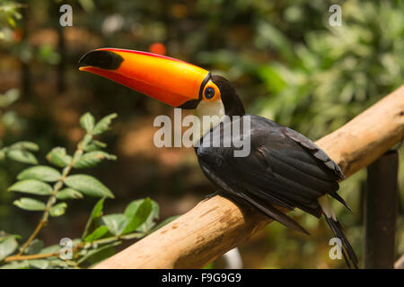 Colorful toucan sitting on the branch, Foz do Iguazu bird park,  Brazil, November 2015 Stock Photo
