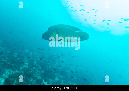 Napoleon Fish, Humphead wrasse (Cheilinus undulatus) in Ocean Blue, Maldives Stock Photo