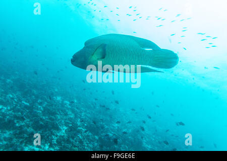 Napoleon Fish, Humphead wrasse (Cheilinus undulatus) in Ocean Blue, Maldives Stock Photo