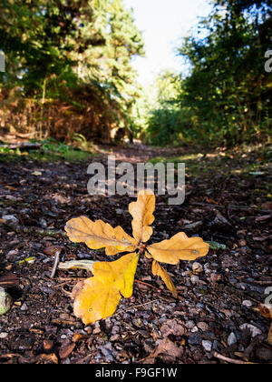 Sprig of oak leaves lying in the gravel path at  Daresbury Firs