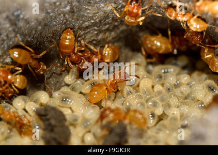 Yellow meadow ants (Lasius flavus) tending larvae. Workers move to relocate larvae after a nest is disturbed Stock Photo