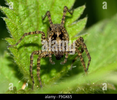 Wolf spider (Pardosa sp.).  A wolf spider in the genus Pardose facing forwards, showing bristles on legs and multiple eyes Stock Photo