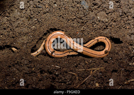 Slow worm (Anguis fragilis) in soil shaped like a figure of eight. A juvenile legless lizard exposed in soil when cover removed Stock Photo