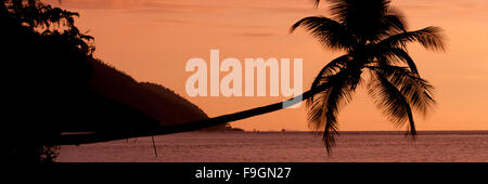 Orange sunset Silhouette of a horizontal palm tree hanging over the sea at beach in Raja Ampat Stock Photo