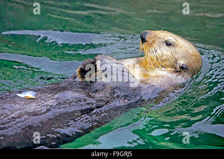 Sea Otter - Enhydra lutris - swimming on its back, relaxed Stock Photo