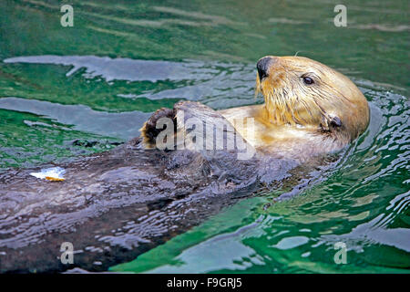 Sea Otter swimming on its back, relaxied