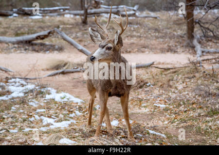 Male deer inside Zion National Park, Utah Stock Photo