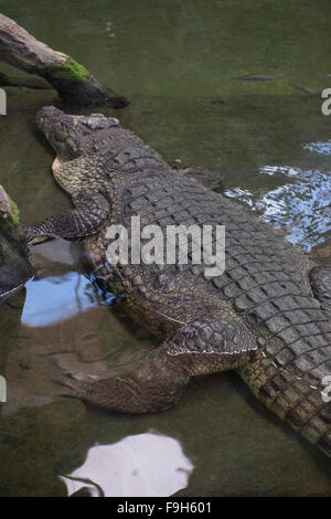 brown alligator resting on the sand beside a river Stock Photo