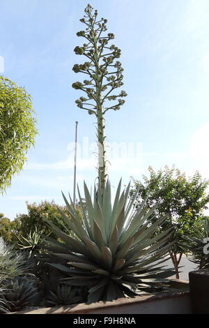 Agave sisalana Perrine or also known as Agave sisalana - Sisal with flowers Stock Photo