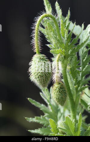 Close up of  Flanders Red Poppy flower bud Stock Photo