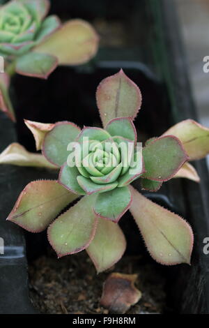 Aeonium haworthii succulents in a seed tray Stock Photo