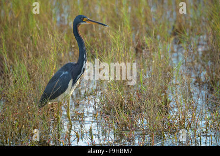 Tricolored Heron wading in marsh water at Merrit Island national Wildlife Refuge Stock Photo