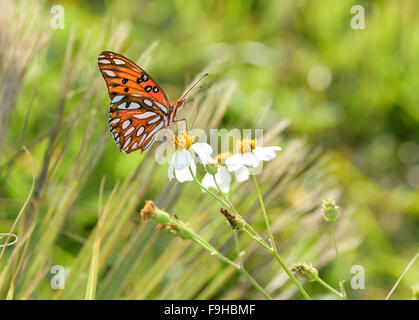 Fritillary butterfly on wildflowers Stock Photo