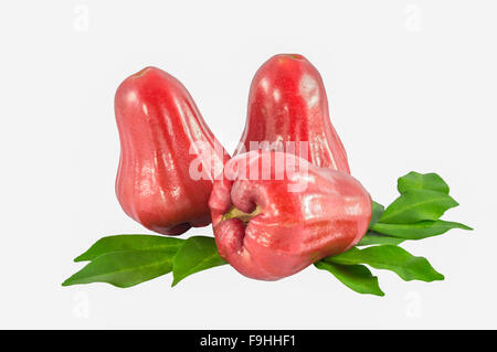 Rose apple isolated on white background Stock Photo