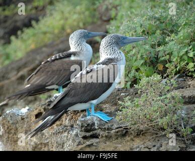 Two Blue-footed Boobies on Floreana Island, Galapagos, Ecuador. Stock Photo